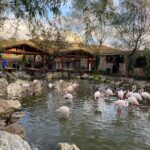 Flamingo Köy